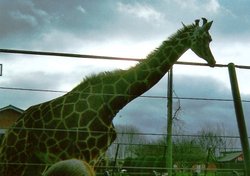 Giraffe at Twycross Zoo, Leicestershire Wallpaper