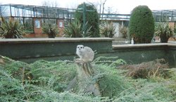 Meerkat, Twycross Zoo, Leicestershire Wallpaper