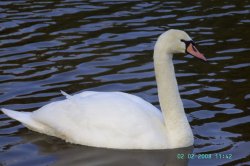 A Swan, Clumber Country Park, Worksop, Nottinghamshire Wallpaper