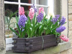 Window box in Eyam