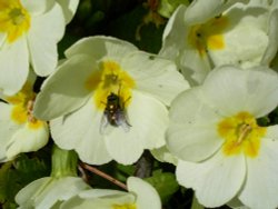 Fly on a flower, Waddesdon, Buckinghamshire Wallpaper