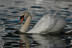 Lone Swan at Oulton Broad, Suffolk