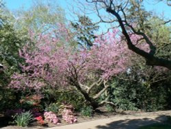 Flora in Greenwich Park, Greater London Wallpaper