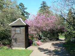 Flora in Greenwich Park, Greater London Wallpaper