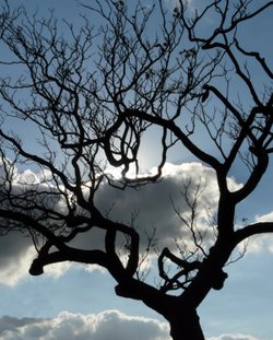 Tree, Greenwich Park, Greater London