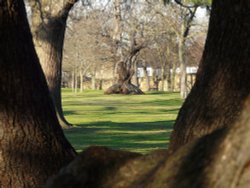 Trees in Greenwich Park, Greater London Wallpaper