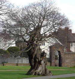 Tree in Greenwich Park, Greater London