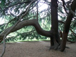 Tree in Greenwich Park, Greater London Wallpaper