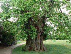 Tree in Greenwich Park, Greater London