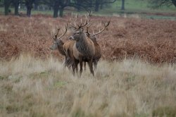 Richmond Park Deer, Greater London Wallpaper