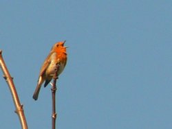 Wildlife, Mossley, Greater Manchester Wallpaper