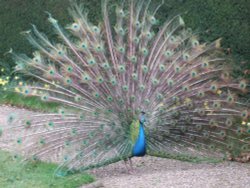 Peacock :Castle Howard Wallpaper