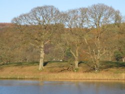 Late Autumn afternoon at Esthwaite Water, Near Sawery, Cumbria, Wallpaper