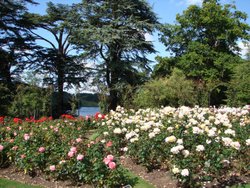 Rose Garden at Blenheim Palace, Woodstock, Oxfordshire Wallpaper