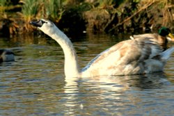 Wildlife, Oulton Broad, Suffolk Wallpaper