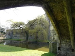 Weeping Willow, Eltham Palace, Greater London Wallpaper