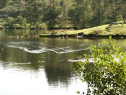 Tarn Hows, Cumbria. Wallpaper