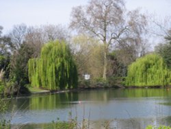 Battersea Park Wallpaper