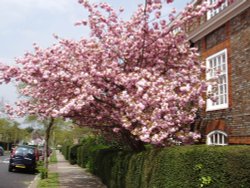 Spring in London