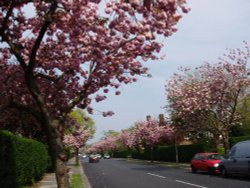 Spring in London Wallpaper