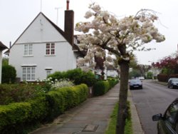 Spring in London Wallpaper