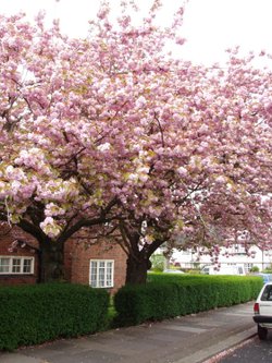 Spring in London