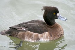 Tuffted Duck Female.  Herrington Country Park. Sunderland. Wallpaper