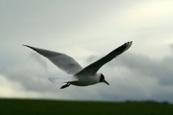 Black Headed Gull.  Herrington Country Park. Sunderland. Wallpaper