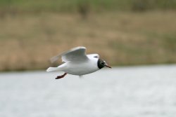 Black Headed Gull.  Herrington Country Park. Sunderland. Wallpaper