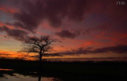 Dead tree standing, Kingsbury Water Park, Warwickshire Wallpaper