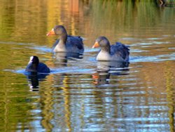 Two greylags....anser anser and a coot....fulica atra, Eastrington, East Riding of Yorkshire Wallpaper