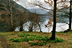 Daffodils on Ullswaters shore. Wallpaper