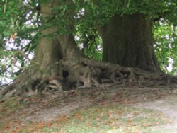 Beach Trees, Avebury Wallpaper