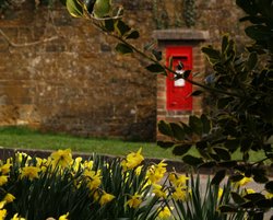 Daffodils and postbox, Adderbury, Oxon