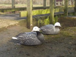 Emperor Geese, Wildfowl & Wetlands Trust, Slimbridge, Gloucestershire Wallpaper