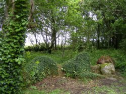 Lost Gardens of Heligan, Cornwall. Wallpaper