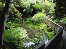 Lost Gardens of Heligan,Cornwall. Wallpaper