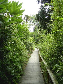 Lost Gardens of Heligan, Cornwall.