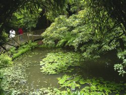 Lost Gardens of Heligan, Cornwall. Wallpaper