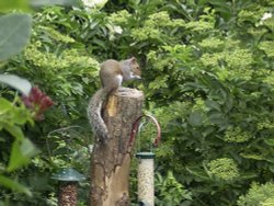 Squirrel. Lost Gardens of Heligan,Cornwall.