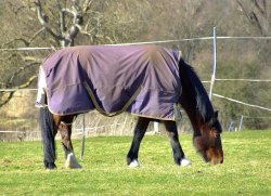 Horse at Sutton, Cambridgeshire Wallpaper