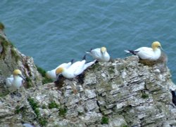 Gannets....morus bassanus,  Bempton, East Riding of Yorkshire Wallpaper