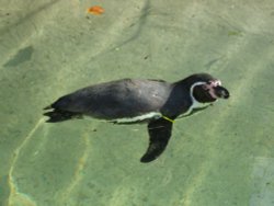 Swimming Penguin, Sewerby Hall, East Riding of Yorkshire Wallpaper