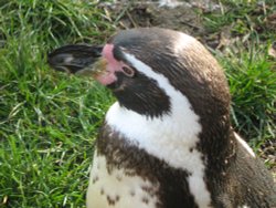 Penguin close up, Sewerby Hall, East Riding of Yorkshire Wallpaper