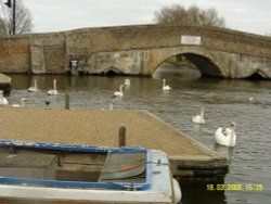 Swans, Potter Heigham, Norfolk Wallpaper