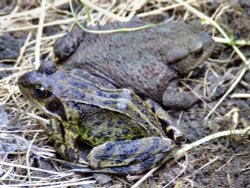 Common frog....rana temporaria and common toad....bufo bufo Wallpaper