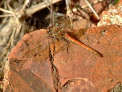 Common darter dragonfly....sympetrum striolatum Wallpaper