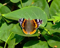 Red admiral....vanessa atalanta Wallpaper