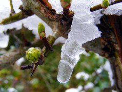 Icicle, Ranworth, Norfolk Wallpaper