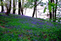 Bluebells on the shore of Windermere.